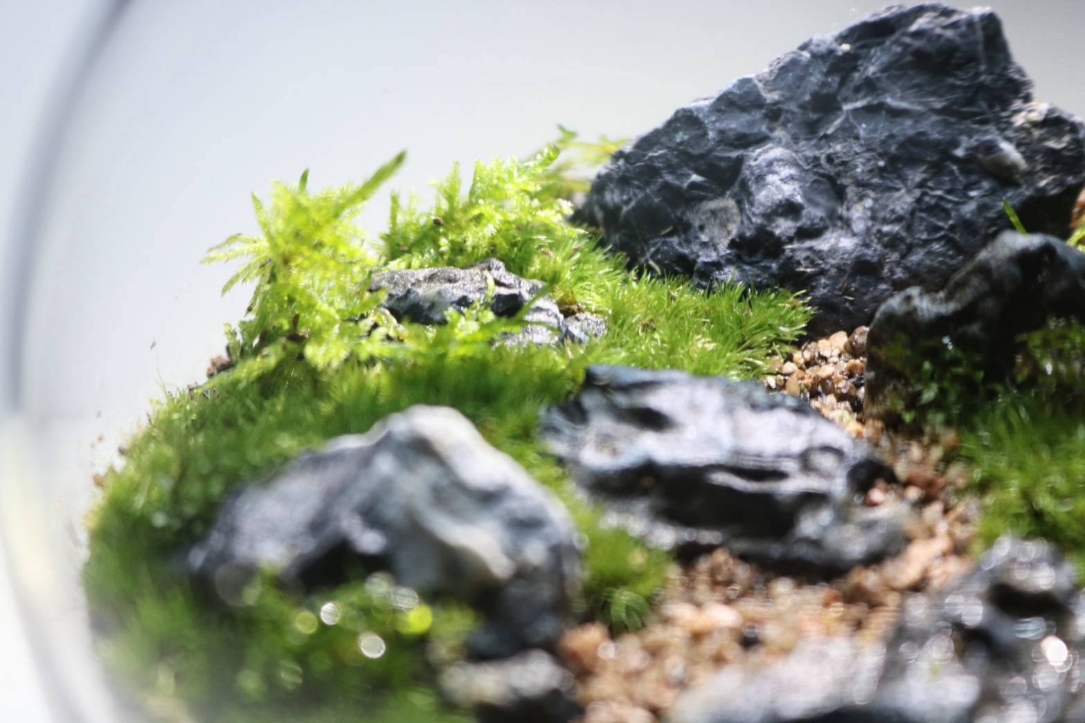 【Keitto】春の庭や森をイメージした苔テラリウムを作ろう♪ Keitto(ケイット)